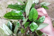 兔耳草醛兔耳草