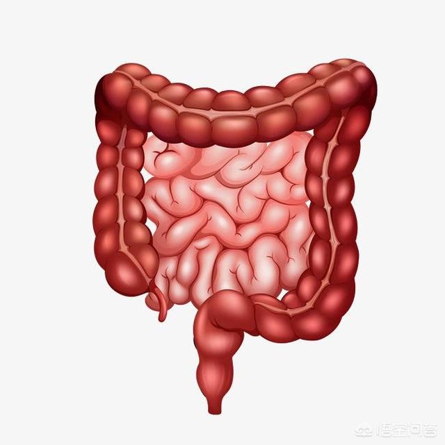 怎么让肠道更健康<strong>肠道</strong>？