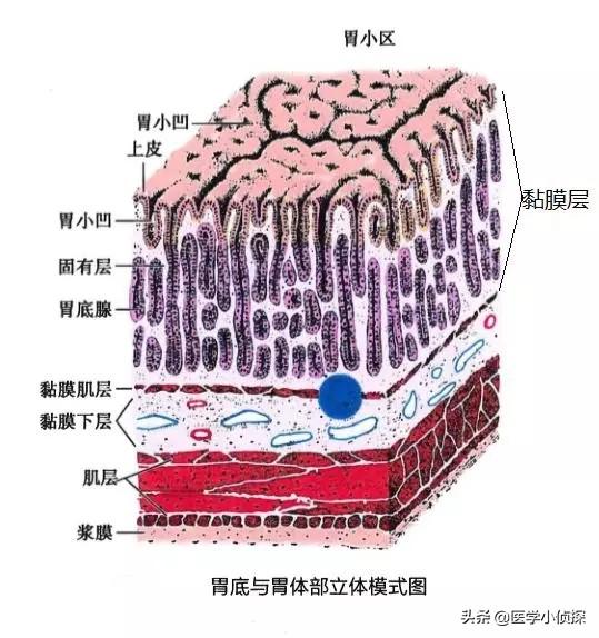 如何判断自己的胃病是否严重<strong>胃炎</strong>？