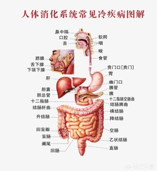 我们肚里的肠子真的有“九曲十八弯”吗<strong>肠道</strong>？
