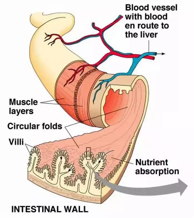 肠道<strong>肠道</strong>，一个最值得被重视的器官