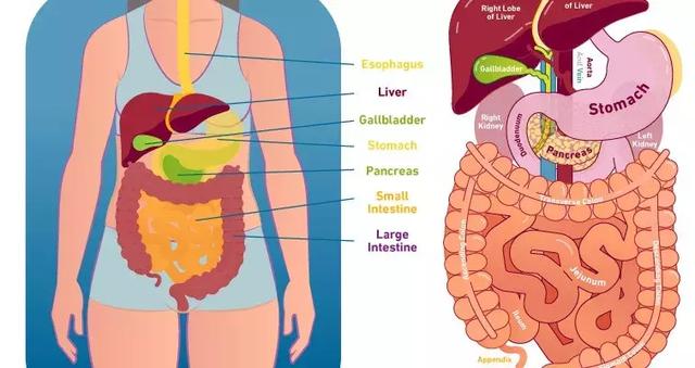 肠道<strong>肠道</strong>，一个最值得被重视的器官