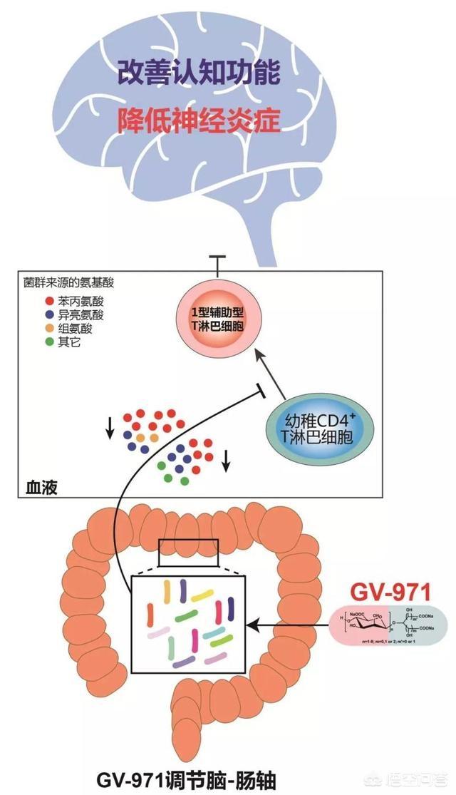 肠道为什么戏称是人体第二大脑<strong>肠道</strong>？