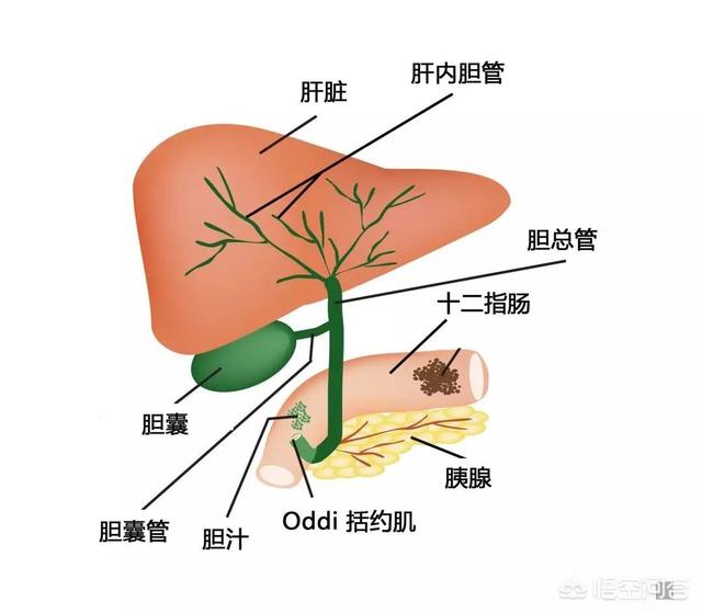 什么是反流性胃炎<strong>胃炎</strong>？