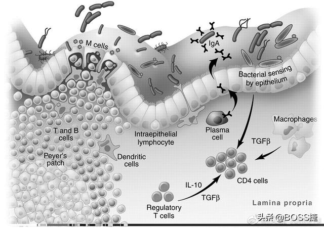 肠道——人体免疫细胞与细菌“不打不相识”的“黄埔军校”