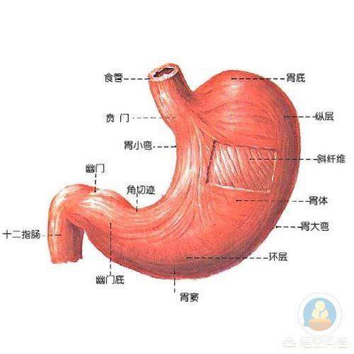 为什么人在呕吐时只能吐出胃里的食物而没有肠里的食物<strong>肠道</strong>？