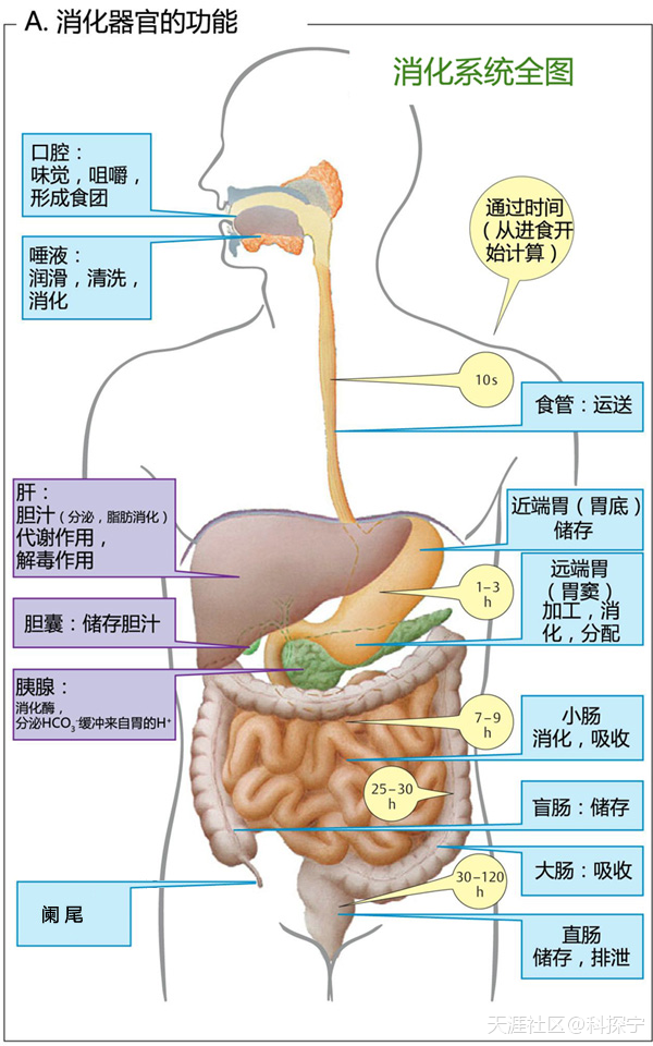 食物通过胃肠道各部位的大致时间及某些事情的个人推测