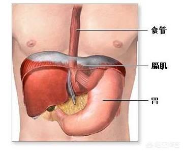 为什么人在呕吐时只能吐出胃里的食物而没有肠里的食物<strong>肠道</strong>？