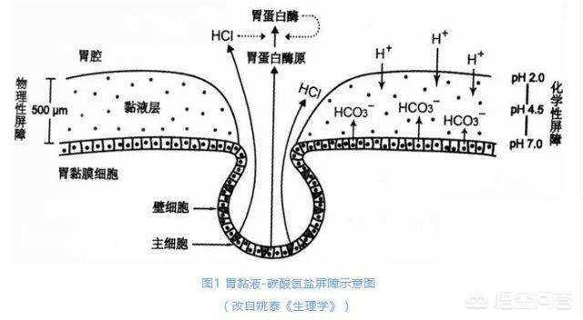 胃溃疡喜欢“缠上”这3类人<strong>胃溃疡</strong>，是指哪三类人？