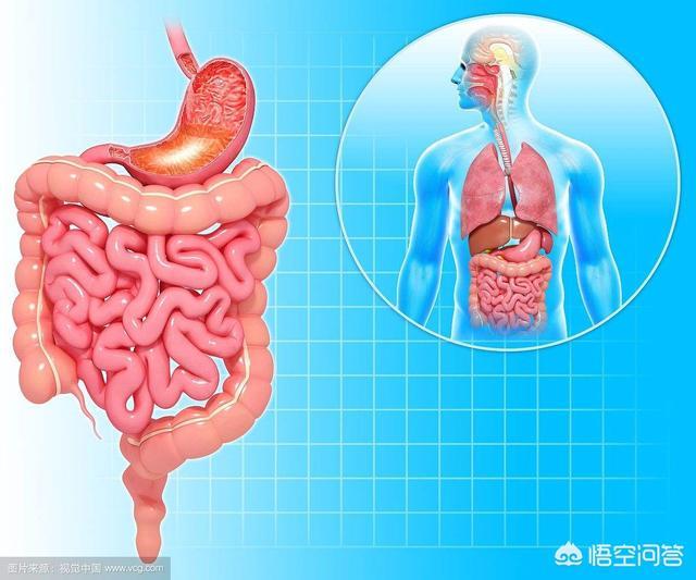 什么东西有助于肠道消化<strong>肠道</strong>？