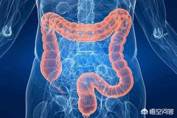 什么东西有助于肠道消化<strong>肠道</strong>？