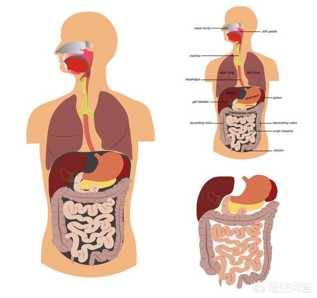 什么东西有助于肠道消化<strong>肠道</strong>？