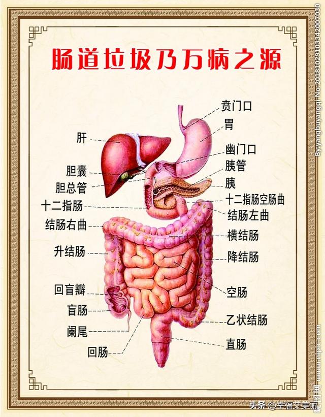 吃什么能提高肠道的健康程度呢<strong>肠道</strong>？
