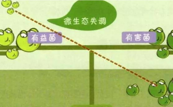 肠道有益菌是什么<strong>肠道</strong>？？