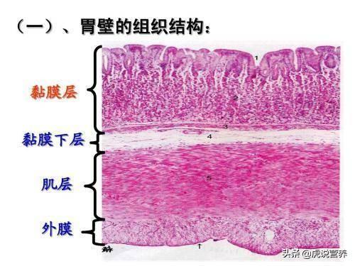 胃不好需要吃什么东西可以养胃<strong>健胃</strong>？