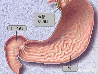 什么是十二指肠胃反流<strong>十二指肠</strong>？