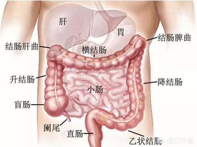 肚子长期有胀气是怎么回事<strong>肠道</strong>？