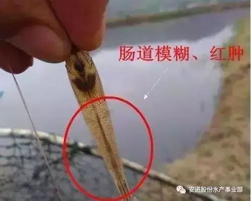 对虾肠炎怎么治疗<strong>肠炎</strong>？