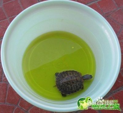 草龟刚到家<strong>肠炎</strong>，得了肠炎怎么办？