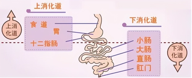 十二指肠溃疡怎么办呢<strong>十二指肠</strong>？