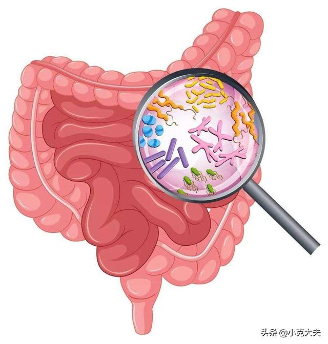 益生菌可以缓解肠道疾病吗<strong>肠道</strong>？
