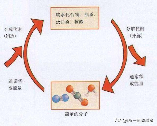 为什么跑步减肥不提倡<strong>跑步减肥</strong>？