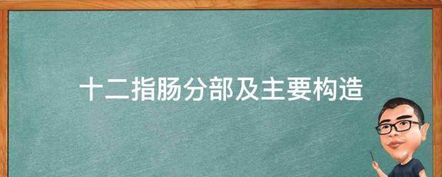 十二指肠分部及主要构造