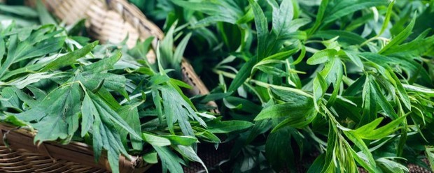 艾叶泡水治胃病的方法