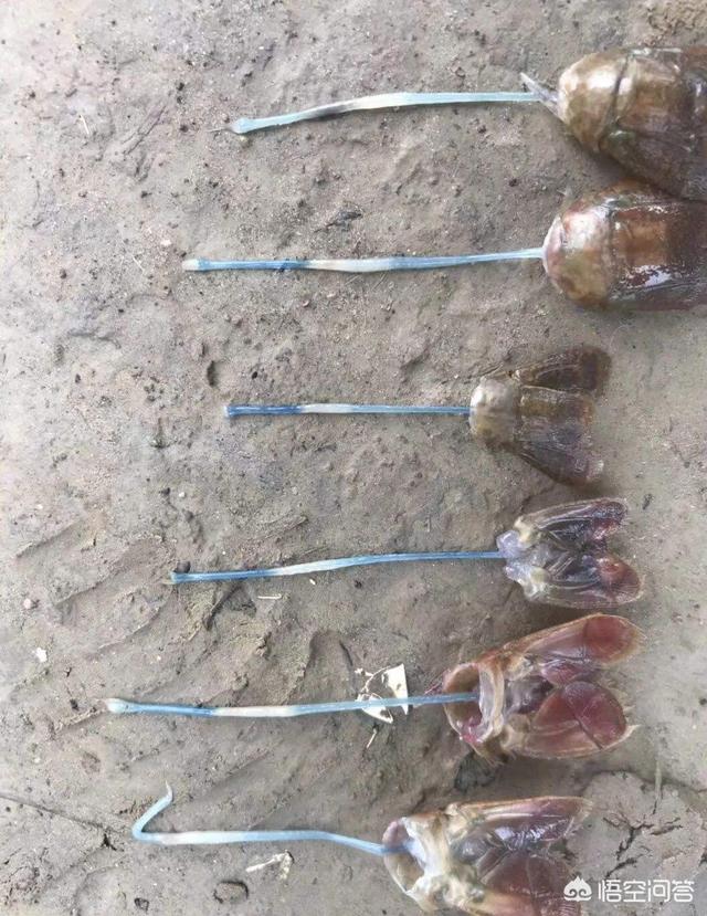 小龙虾苗发现有得细菌感染的肠炎<strong>肠胃炎</strong>，请问严重吗？该怎么治？谢谢？