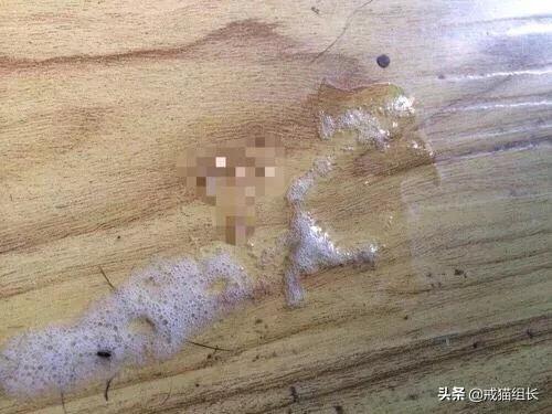 猫咪肠胃不好怎么调理<strong>肠道</strong>？