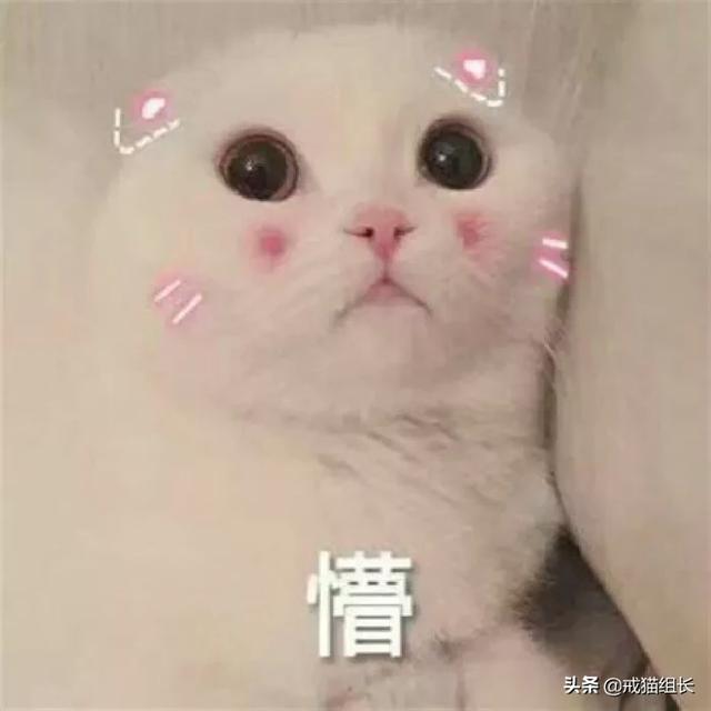 猫咪肠胃不好怎么调理<strong>肠道</strong>？