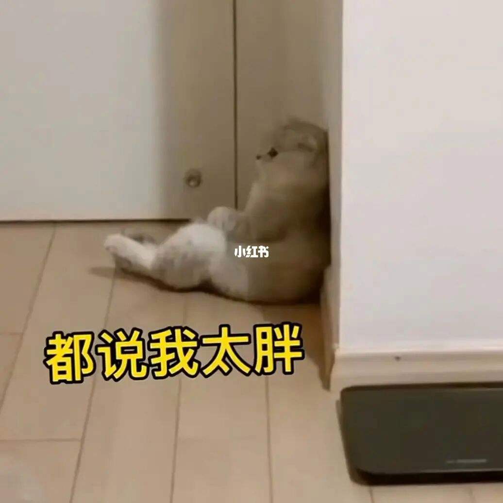 你减肥你减肥干什么