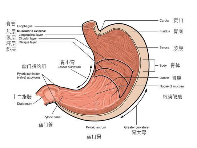 消化道消化道穿孔