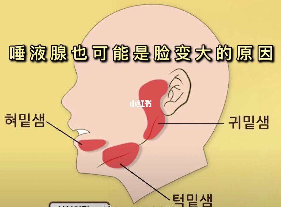 唾液腺,唾液腺包括哪三对