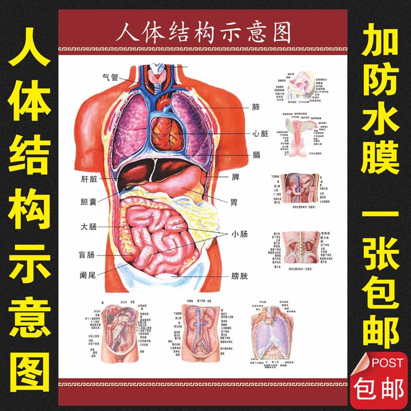 人体器官分布图 立体模型图人体器官分布图