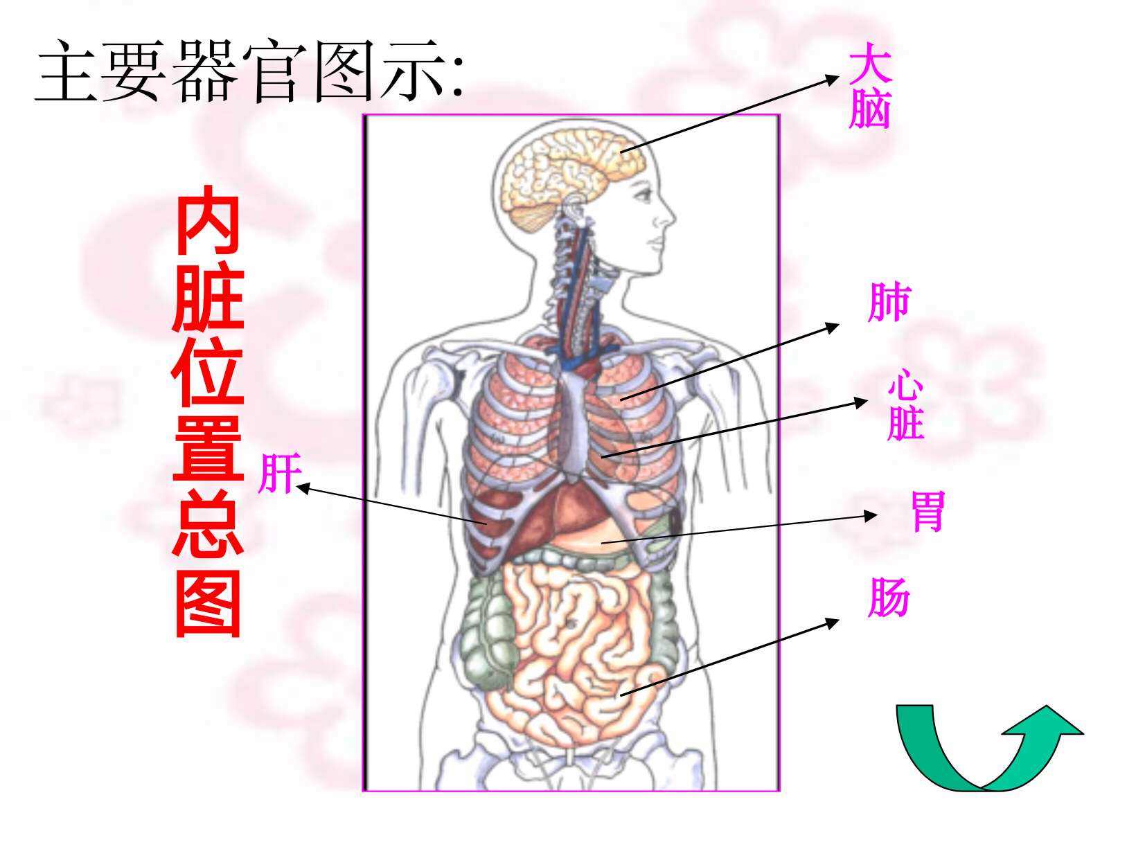 人体器官分布图 立体模型图人体器官分布图