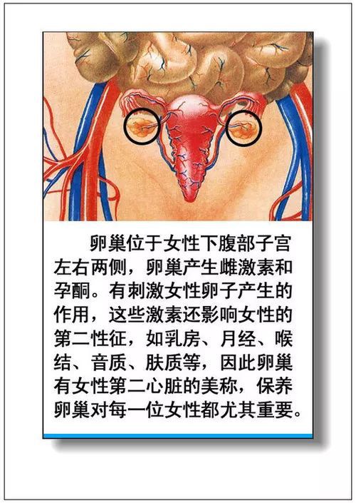 器官分布人体器官分布图