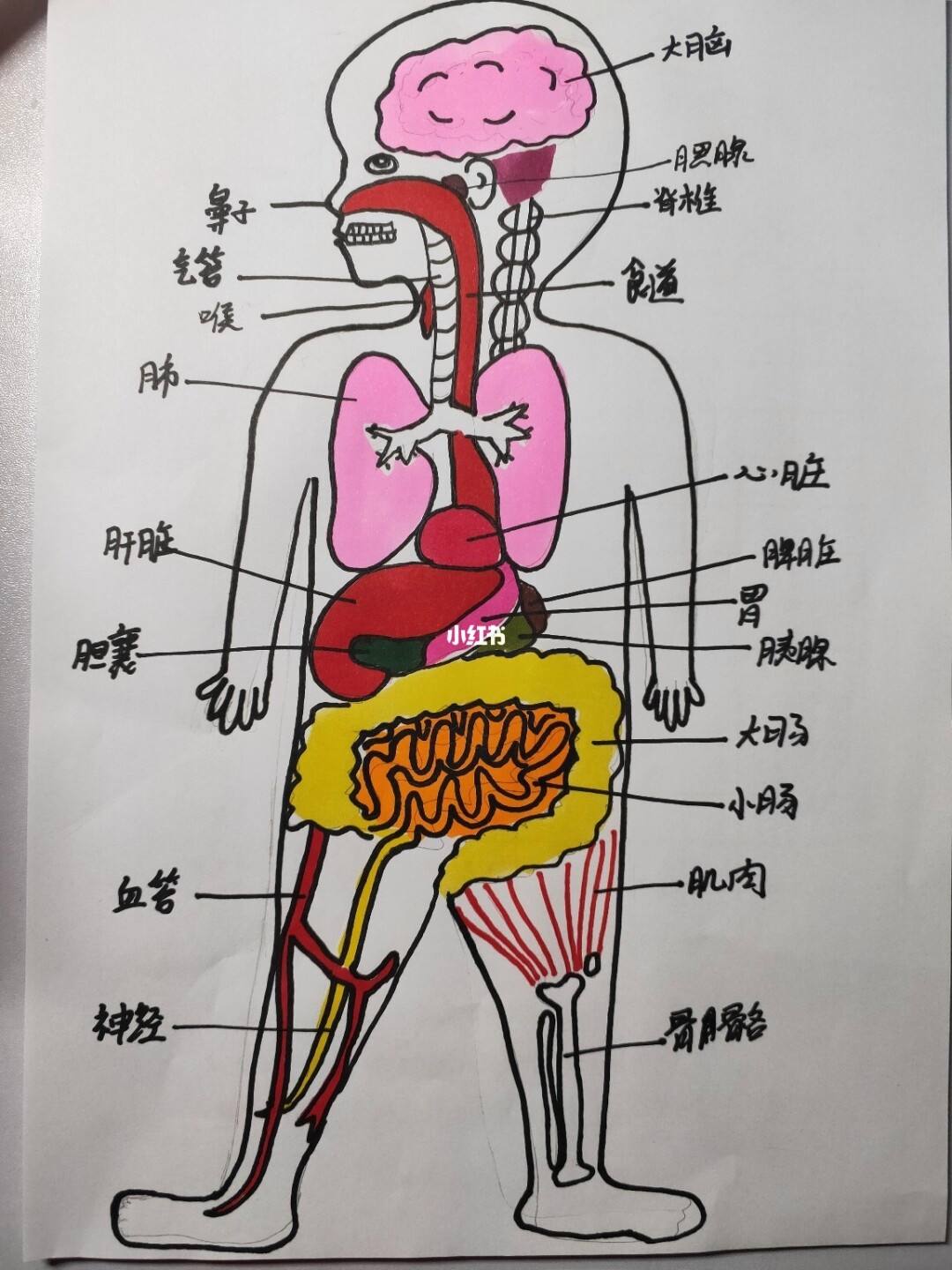器官分布人体器官分布图