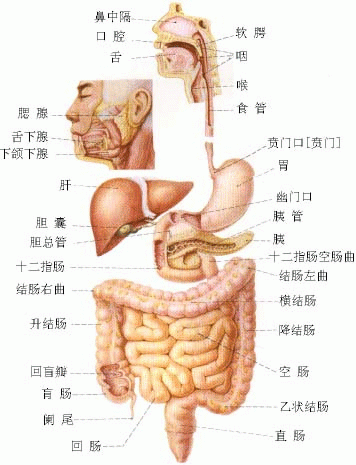 关于人体结构示意图的信息