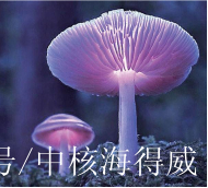 亮菌口服液治幽门螺旋杆菌吗亮菌口服液