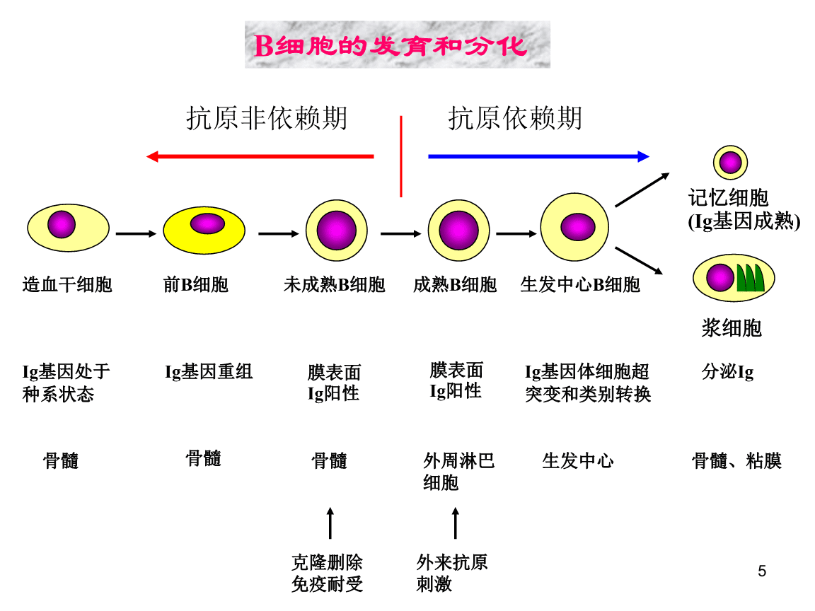 细胞分化会改变遗传信息吗,细胞分化