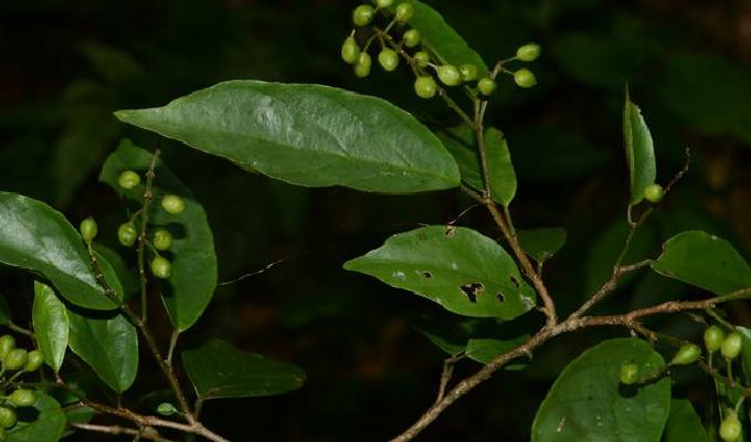 五月茶图片五月茶