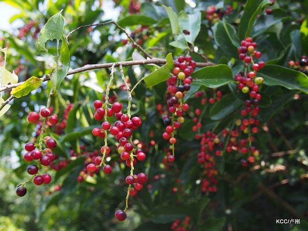五月茶图片五月茶
