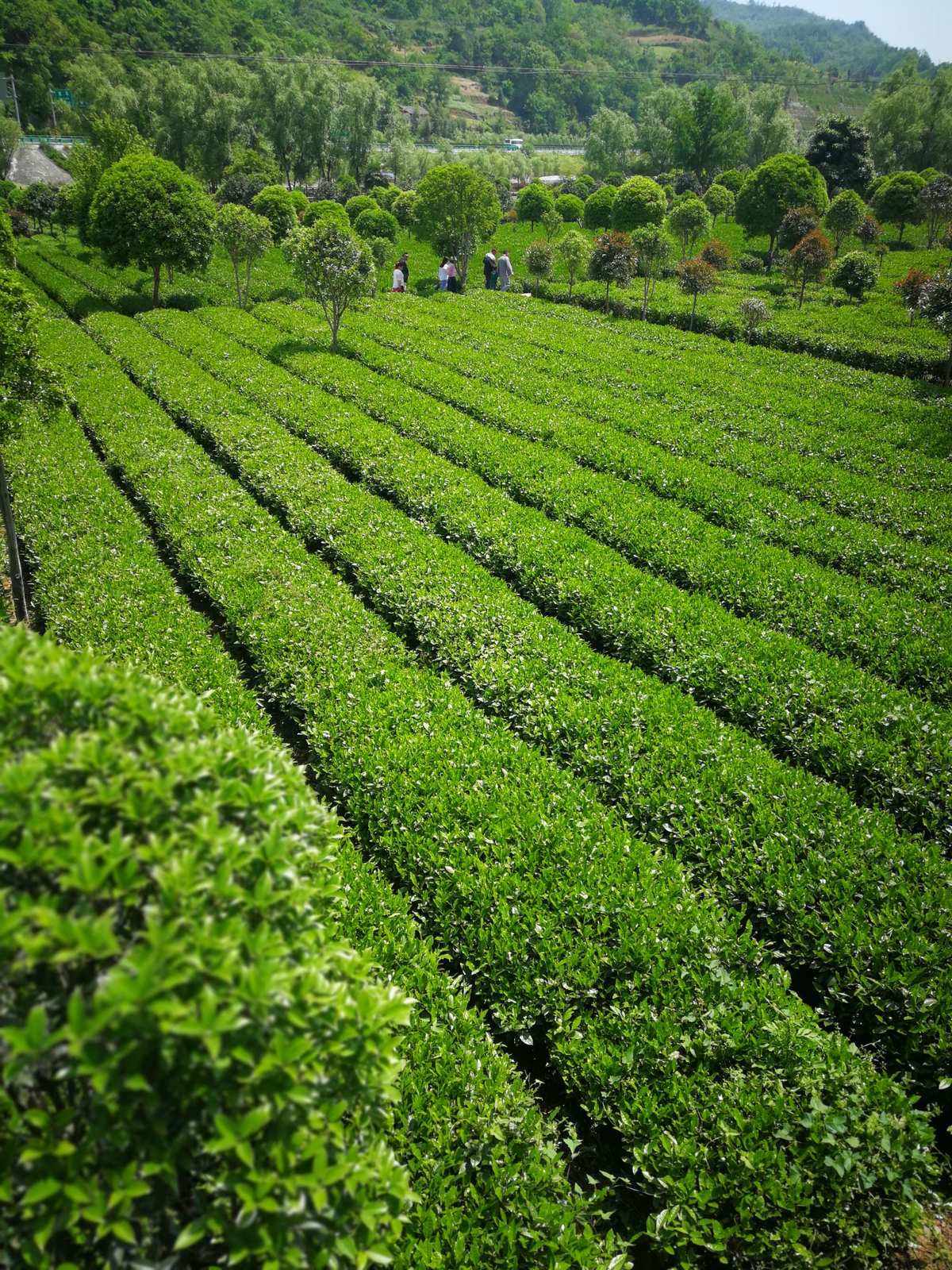 茶一片树叶的故事1观后感茶一片树叶的故事1