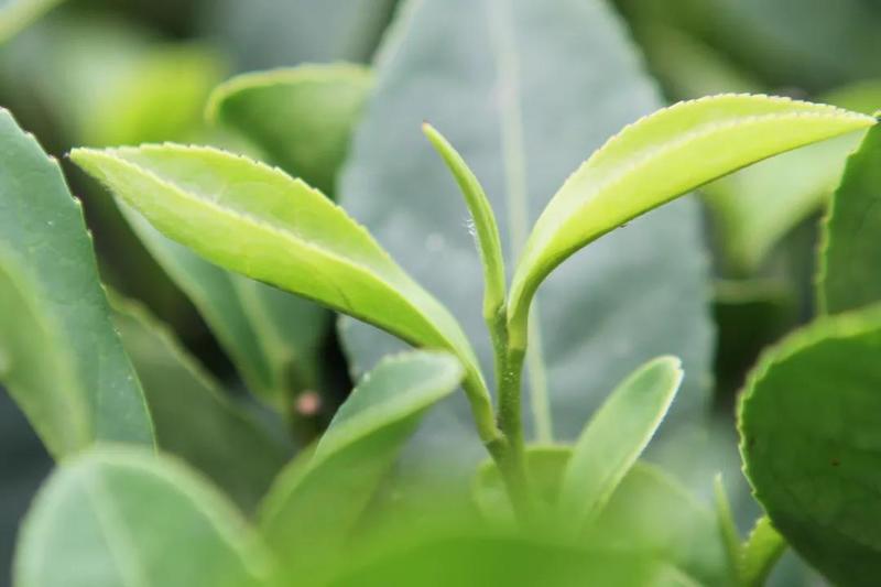茶一片树叶的故事1观后感茶一片树叶的故事1