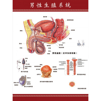 怀孕人体器官结构分图布,人体器官结构分图布