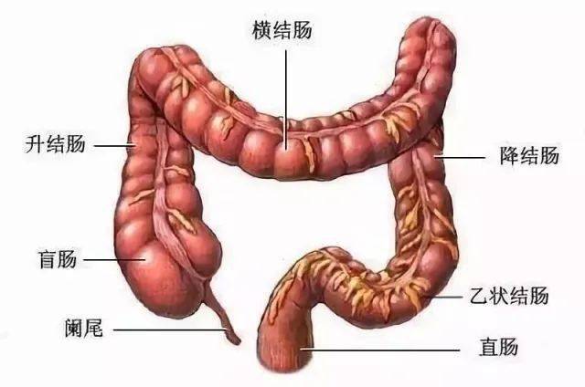 直肠直肠肿瘤