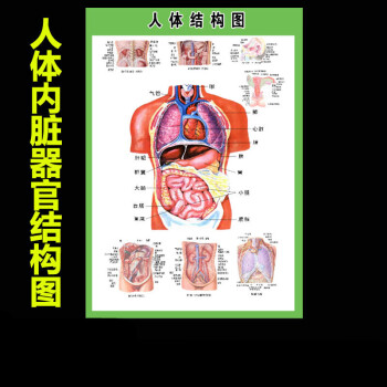 人体器官图,人体器官图左侧肋骨下方