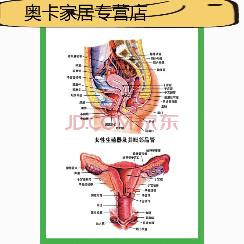 人体结构图人体结构图解