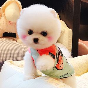 茶犬狗的来历,茶犬